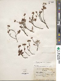 Kalmia microphylla image