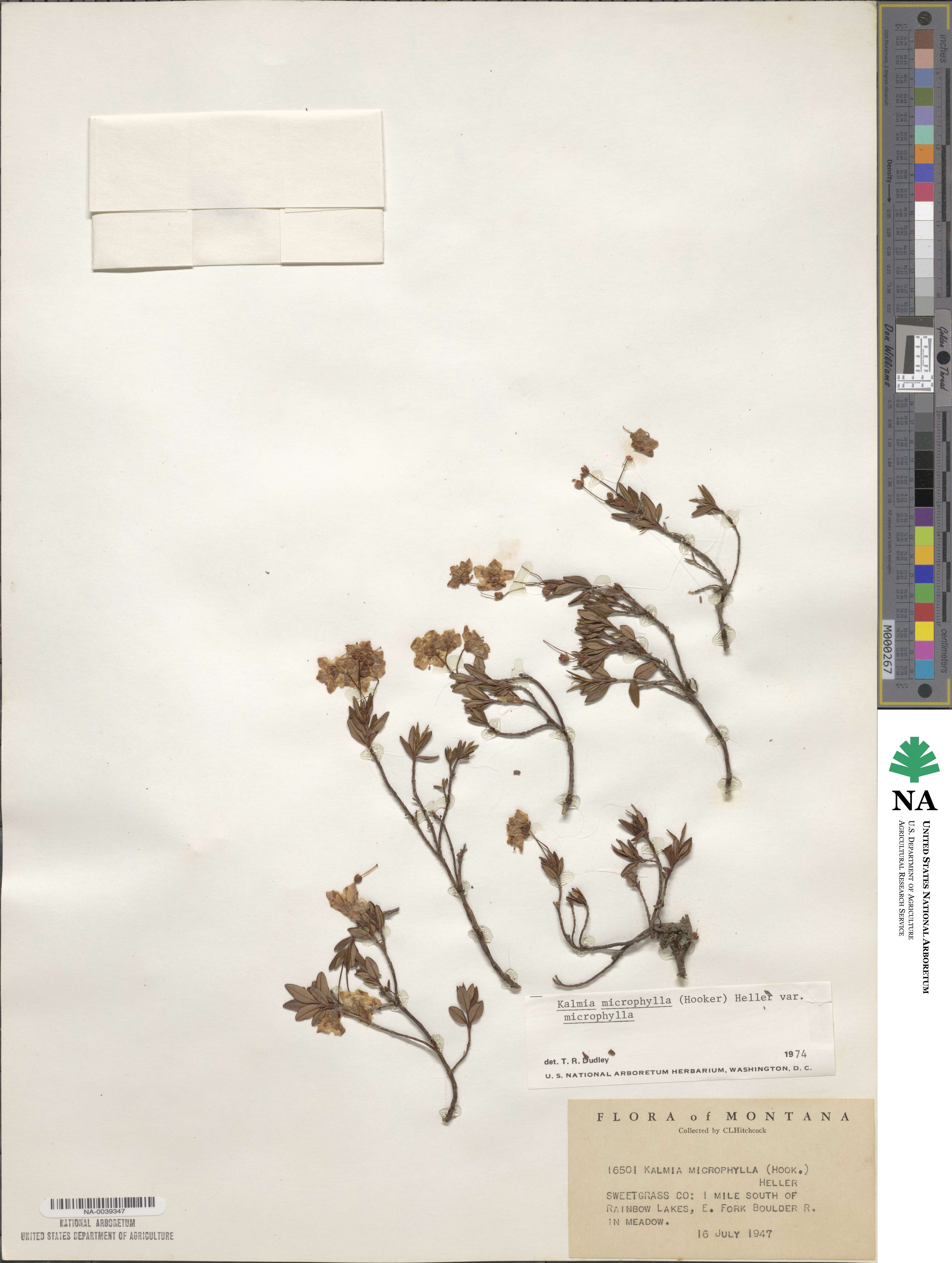 Kalmia microphylla image