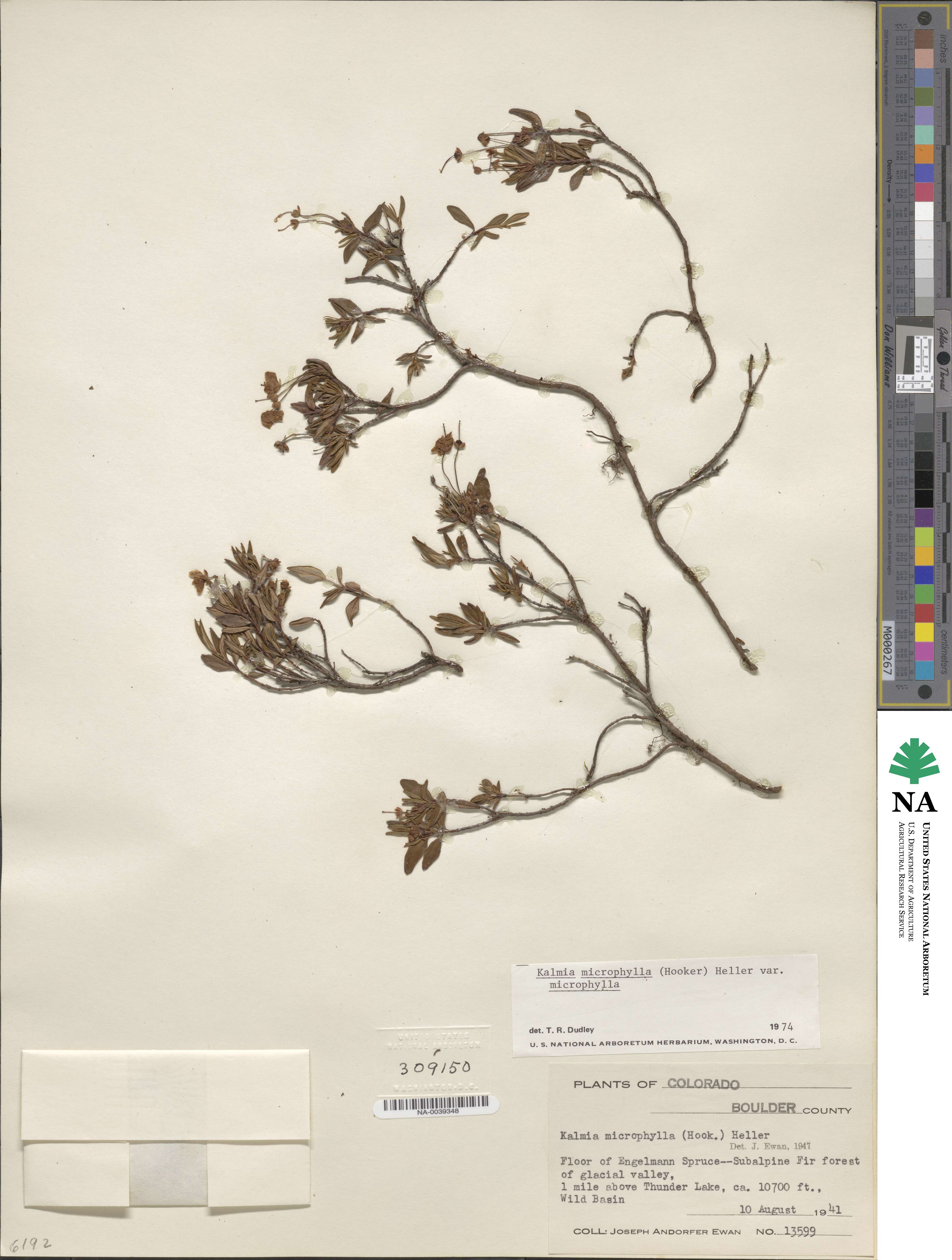 Kalmia microphylla image