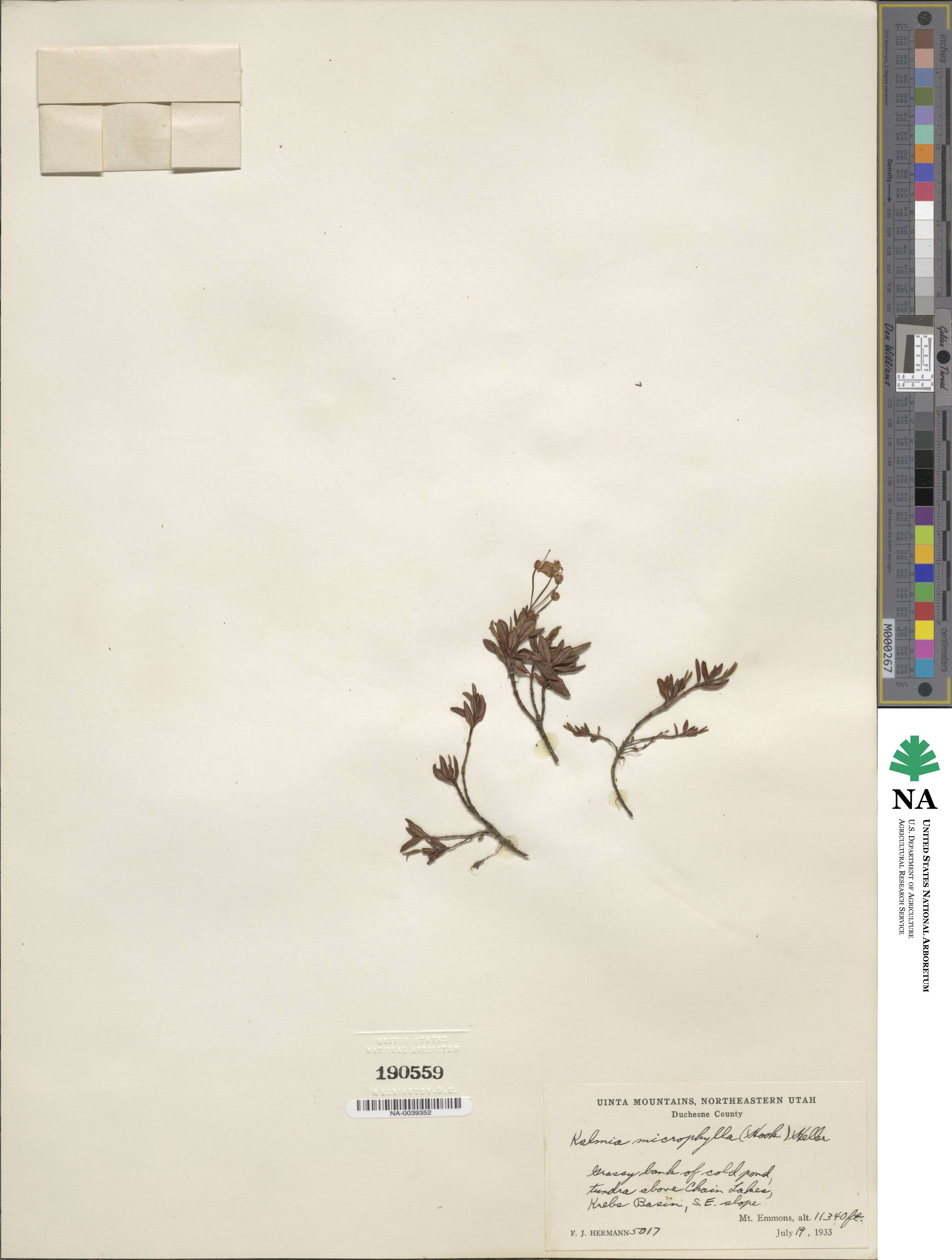 Kalmia microphylla image