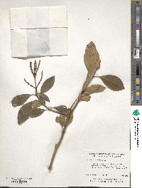 Kalmia latifolia image