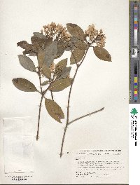 Kalmia latifolia image