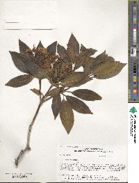 Kalmia latifolia image