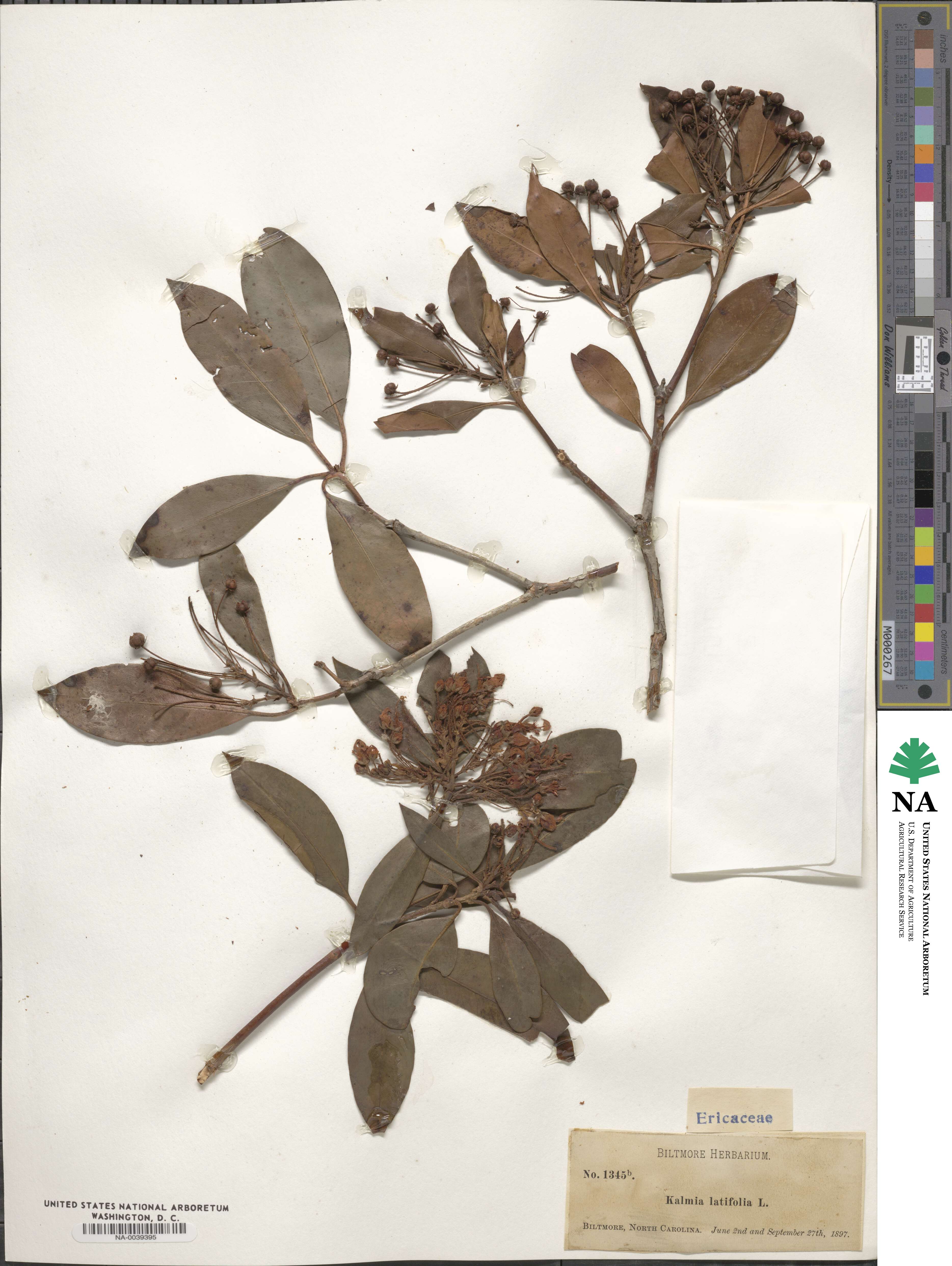 Kalmia latifolia image