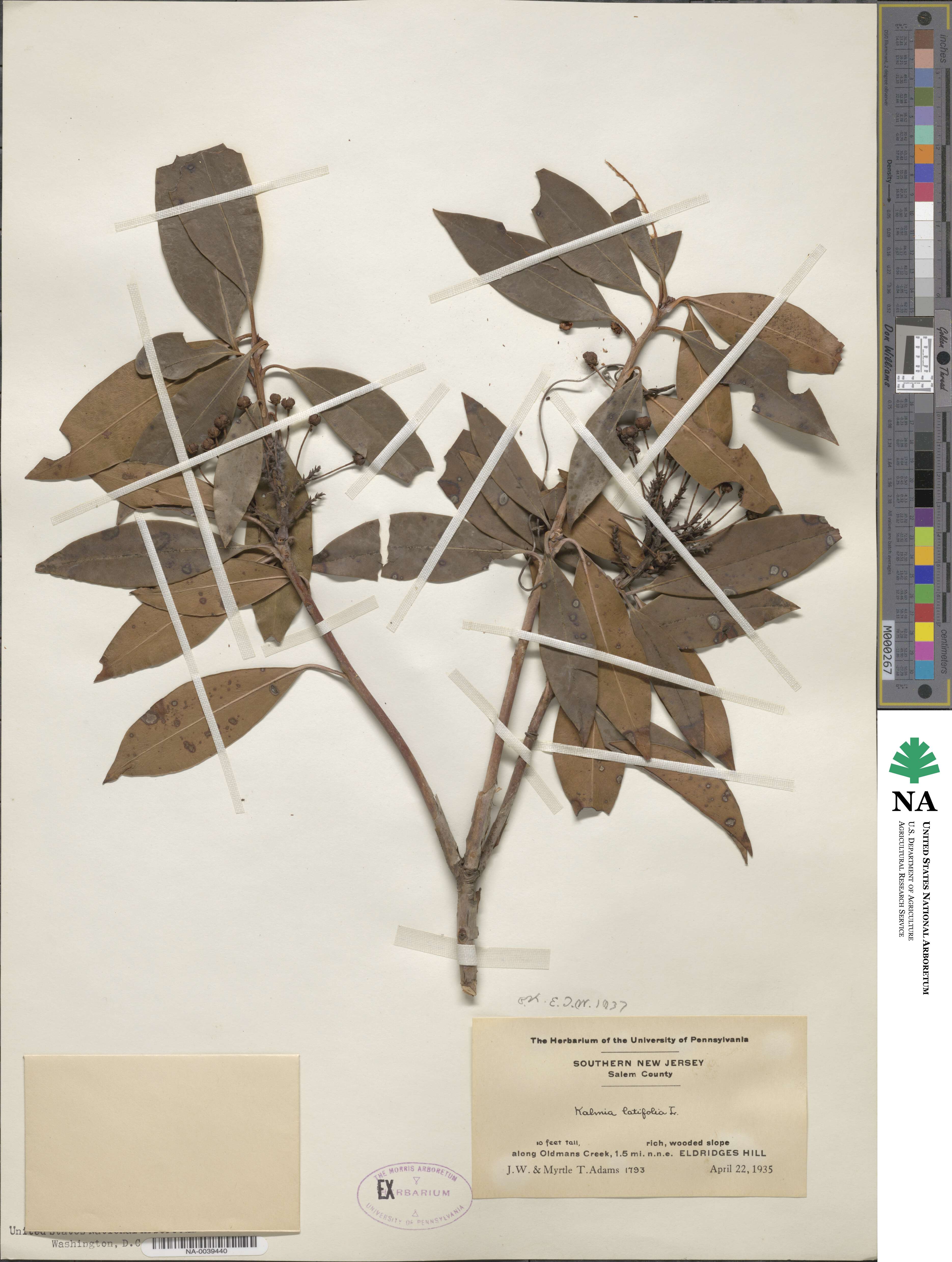 Kalmia latifolia image