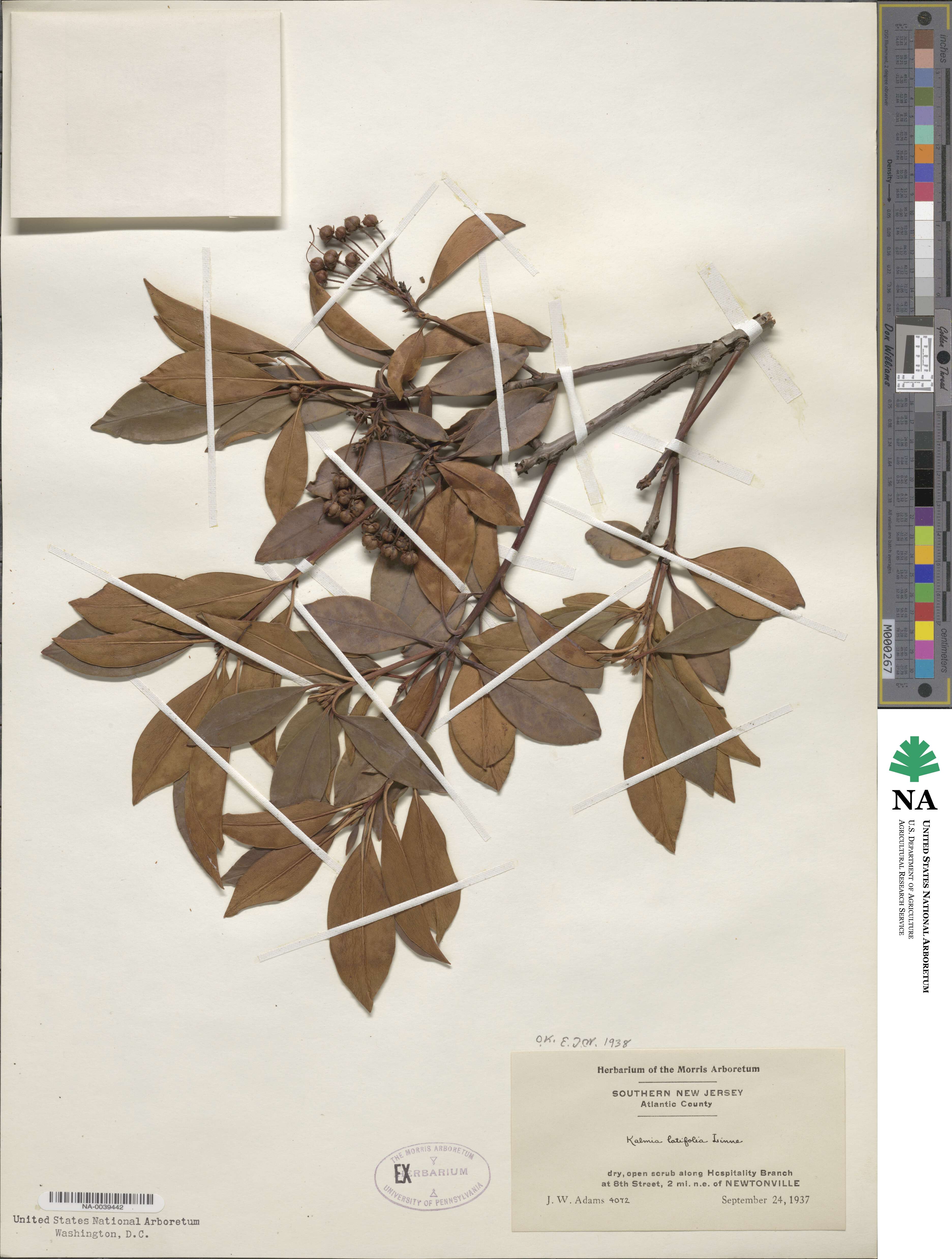 Kalmia latifolia image