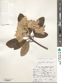 Rhododendron catawbiense image