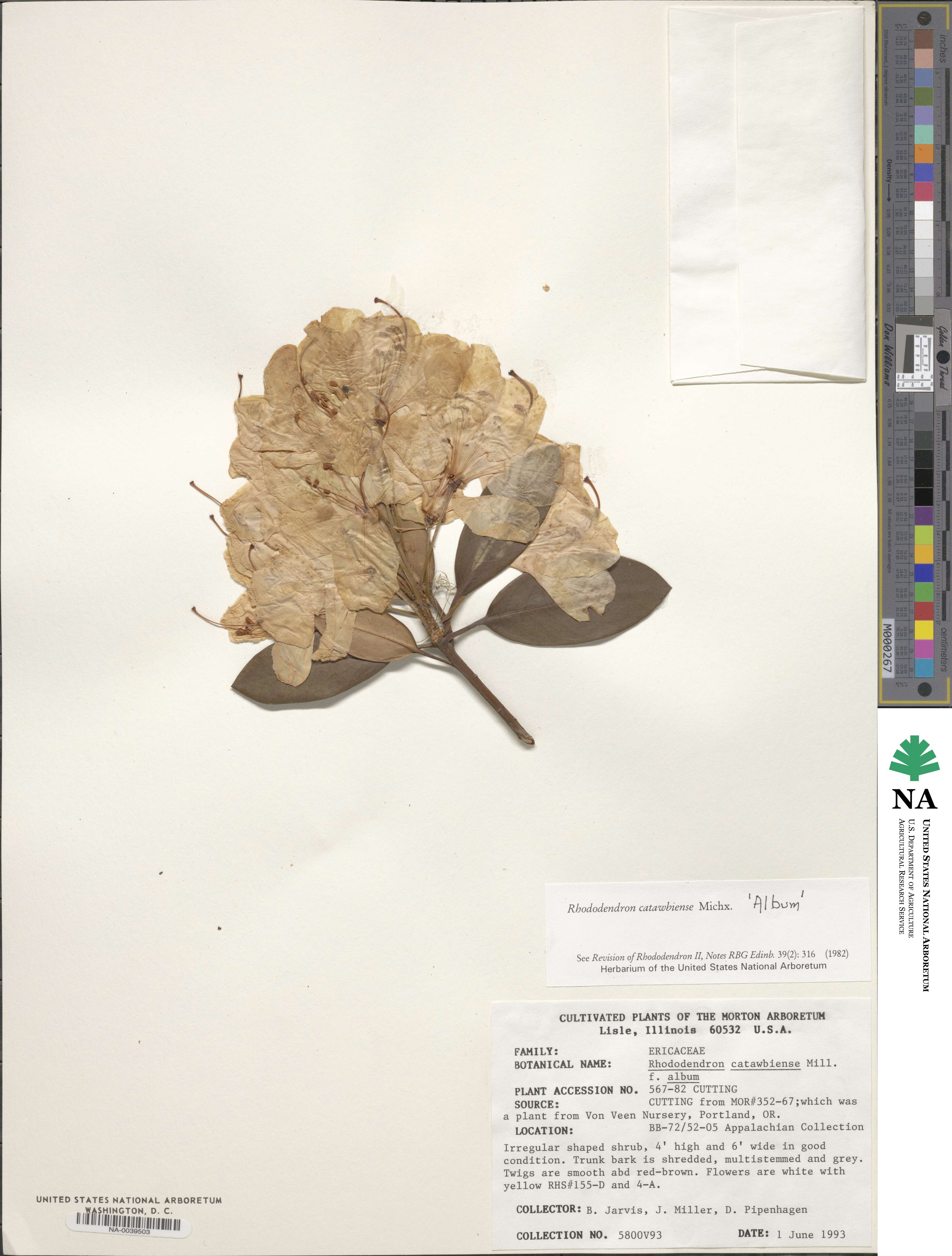 Rhododendron catawbiense image