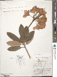 Rhododendron catawbiense image