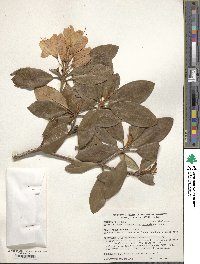 Rhododendron catawbiense image