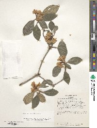 Rhododendron minus image