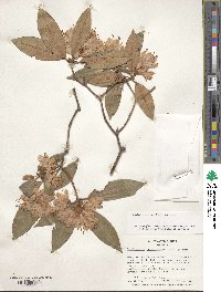 Rhododendron minus image