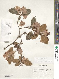 Rhododendron minus image