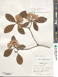 Rhododendron minus image