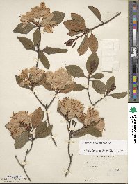 Rhododendron minus image
