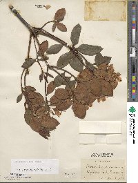 Rhododendron minus image