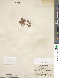 Rhododendron minus image