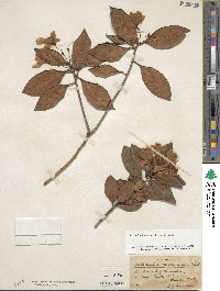 Rhododendron minus image