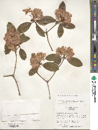 Rhododendron minus image