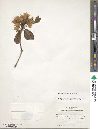 Rhododendron minus image
