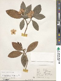 Rhododendron minus image