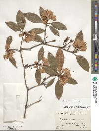 Rhododendron minus image