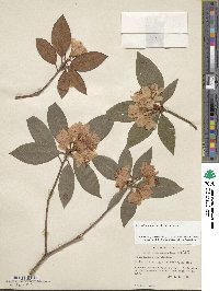 Rhododendron minus image