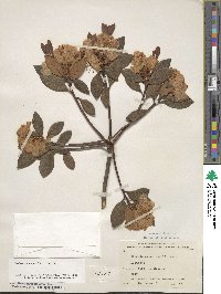 Rhododendron minus image