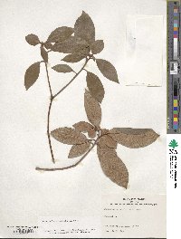 Rhododendron minus image