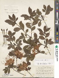 Rhododendron calendulaceum image