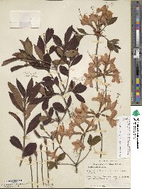 Rhododendron calendulaceum image