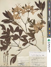 Rhododendron calendulaceum image