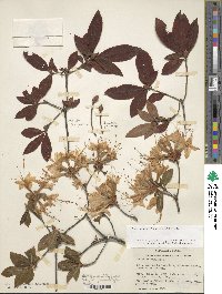 Rhododendron calendulaceum image