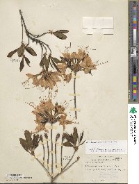 Rhododendron calendulaceum image