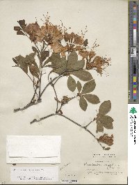 Rhododendron calendulaceum image