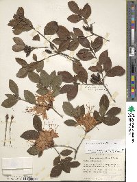 Rhododendron calendulaceum image