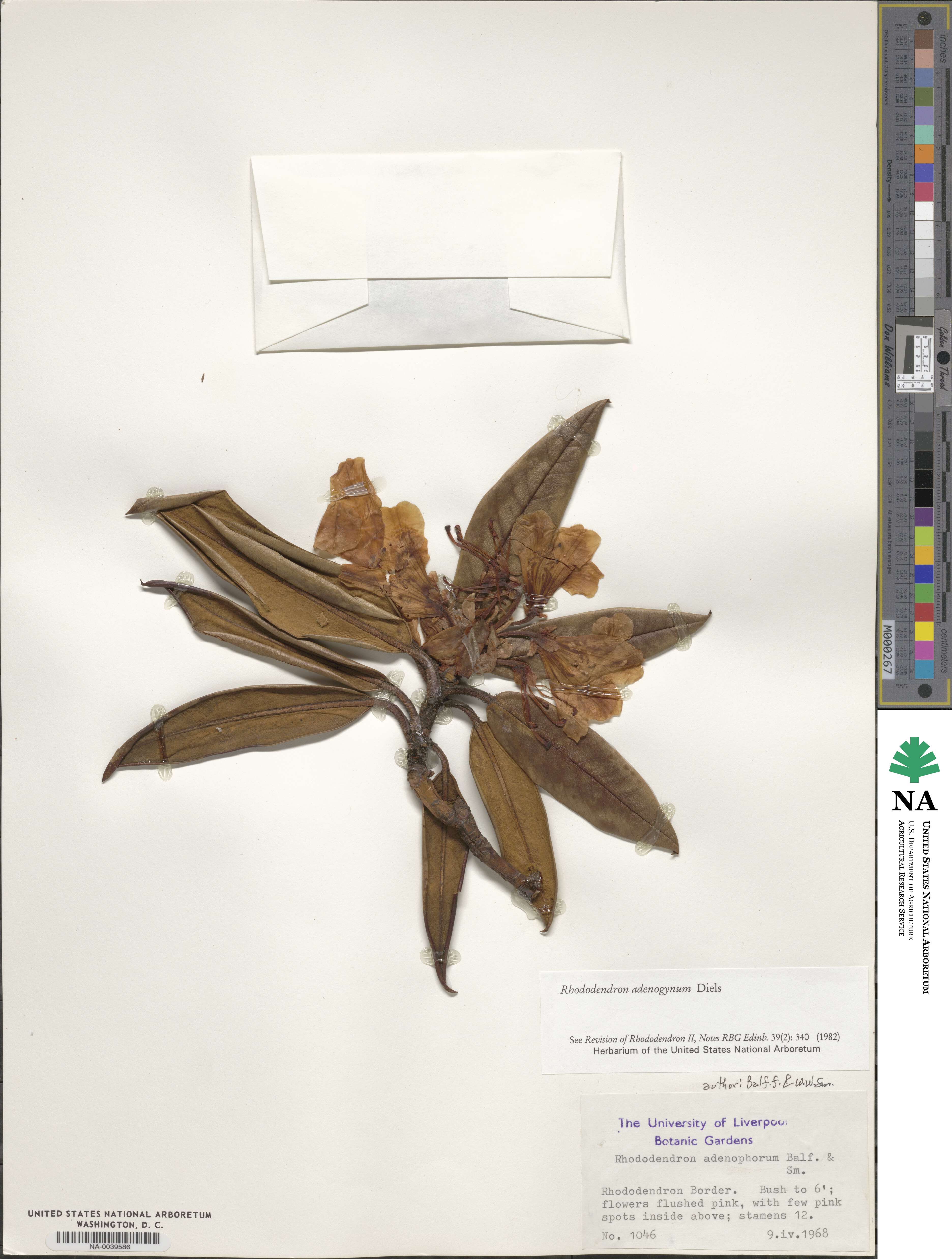 Rhododendron adenogynum image