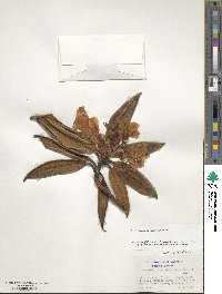 Rhododendron adenogynum image