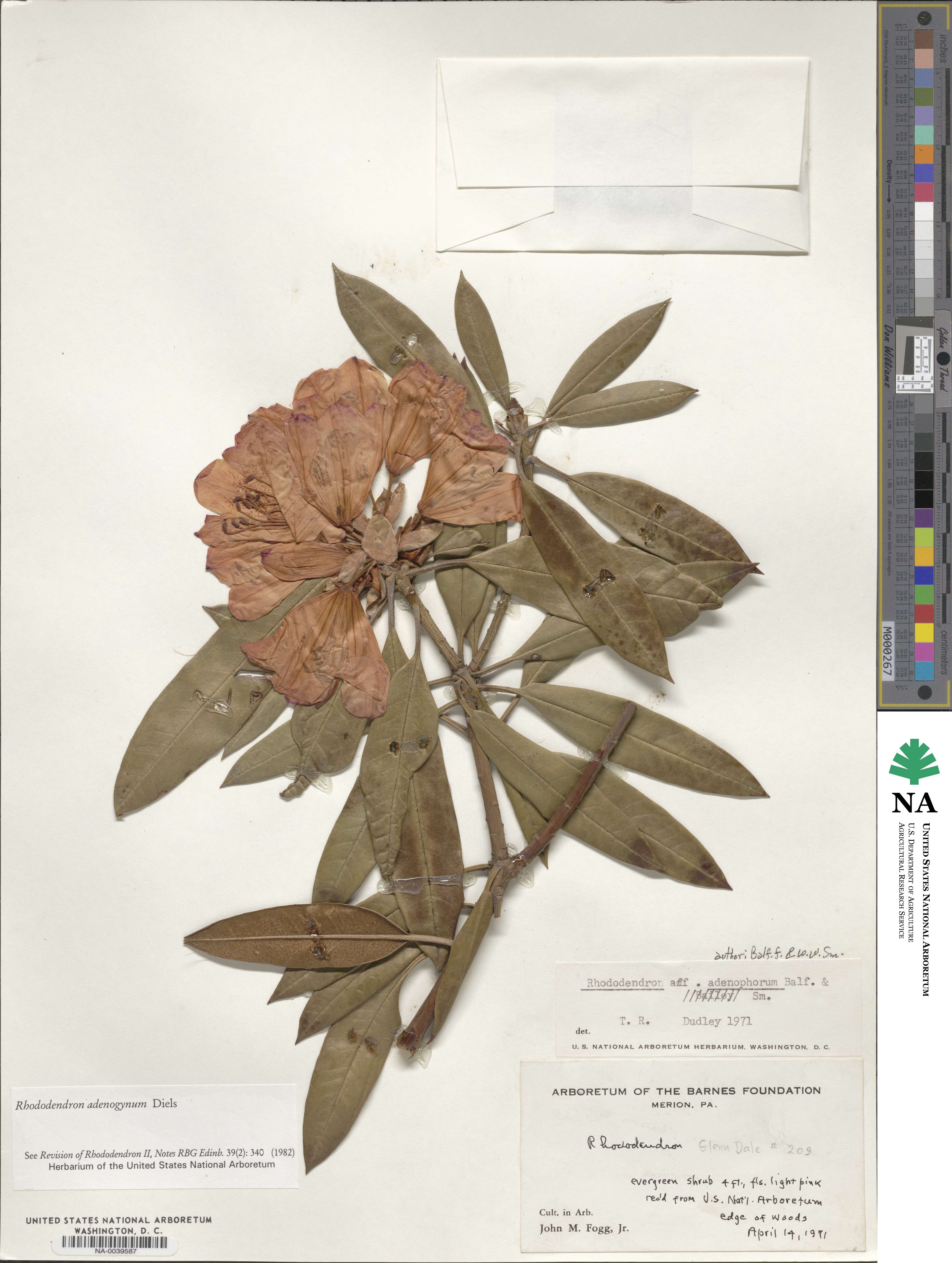 Rhododendron adenogynum image