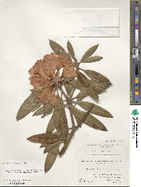 Rhododendron adenogynum image