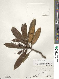 Rhododendron adenogynum image