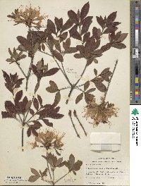Rhododendron alabamense image