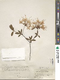 Rhododendron alabamense image