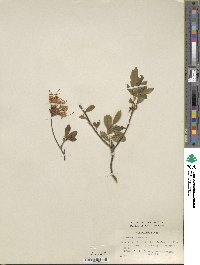 Rhododendron alabamense image