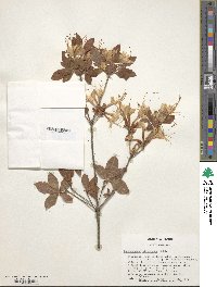 Rhododendron alabamense image