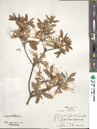 Rhododendron alabamense image