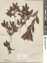 Rhododendron alabamense image