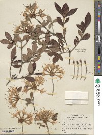 Rhododendron alabamense image