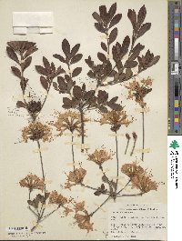 Rhododendron alabamense image