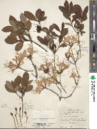 Rhododendron alabamense image